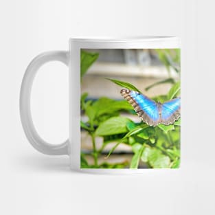 Butterfly Study 6 Mug